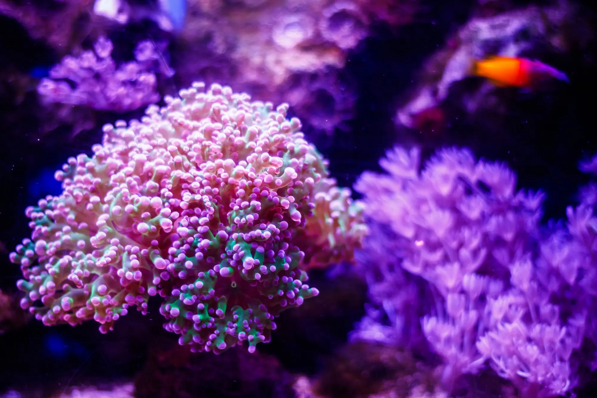 Rosa Koralle mit rundlichen Spitzen im violetten Aquariumlicht