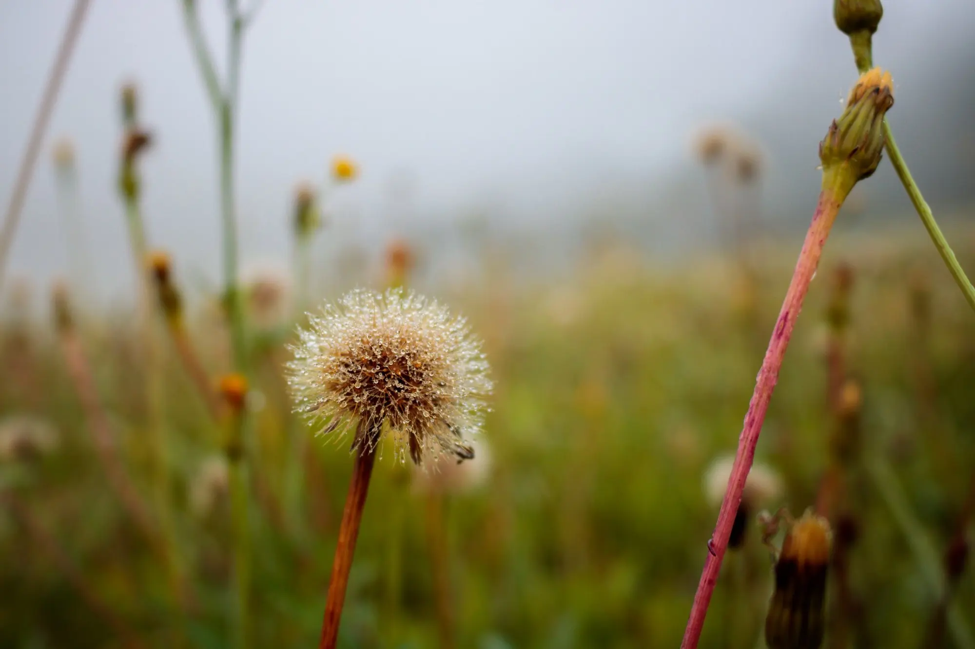 Pusteblume mit Tautropfen im Morgennebel
